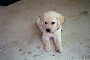 Puppy Toby 